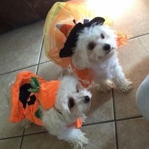 Meet your Posher, Pancho